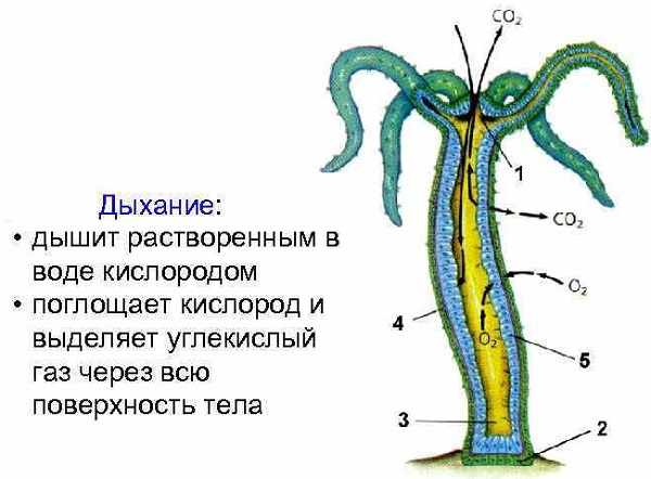 Kraken ссылка тор 2krnk biz