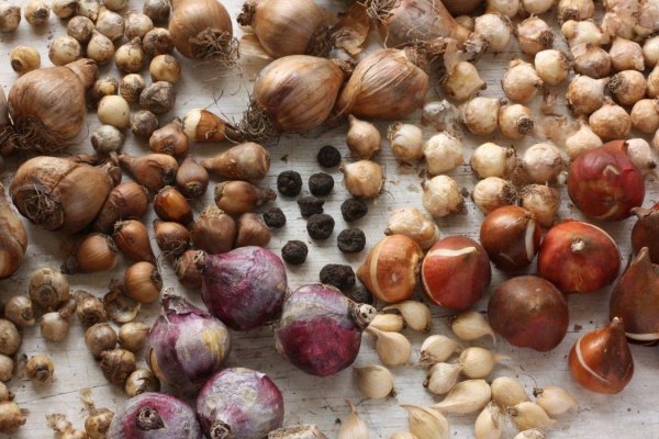 Kraken onion darknet zerkalo