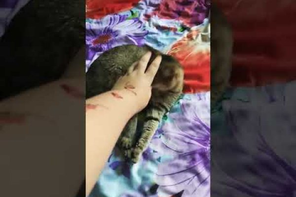 Кракен актуальное зеркало